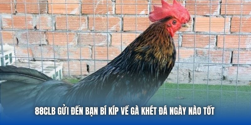 88CLB gửi đến bạn bí kíp về gà khét đá ngày nào tốt